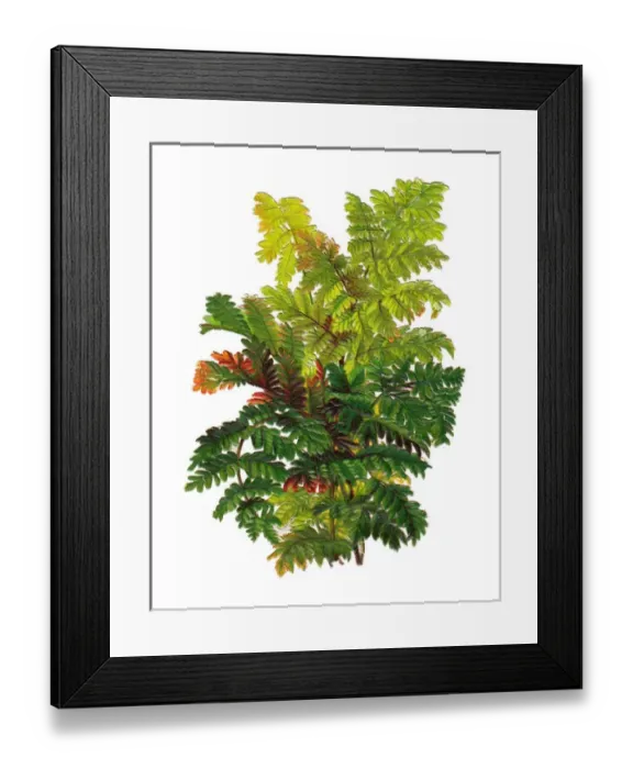 Framed Print : Arrangement of fern leaves on a Victorian scrap Framed Print : Arrangement of fern leaves on a Victorian scrap