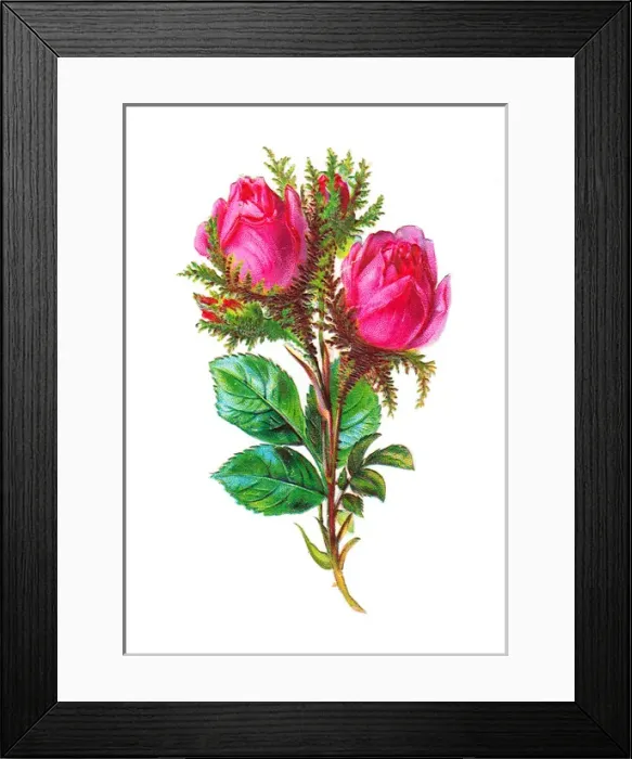 Framed Print : Pink roses on a Victorian scrap Framed Print : Pink roses on a Victorian scrap