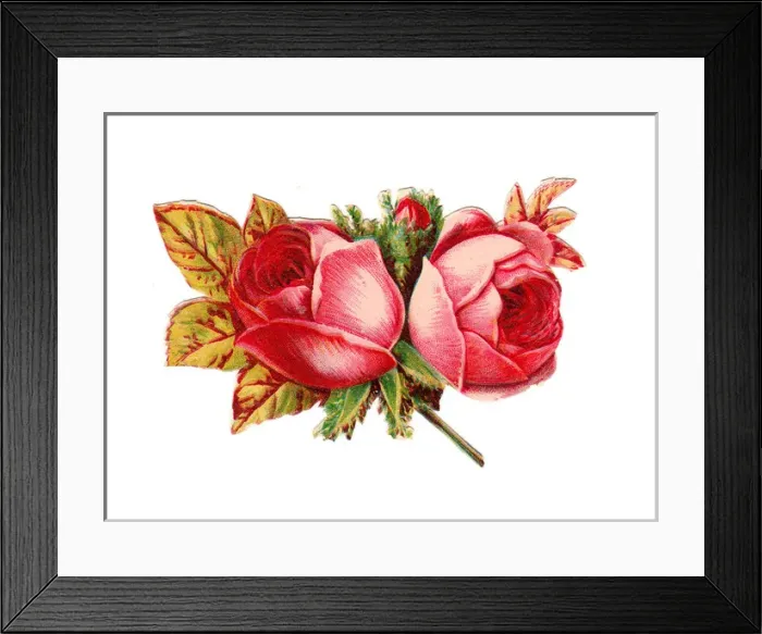 Framed Print : Pink roses on a Victorian scrap Framed Print : Pink roses on a Victorian scrap