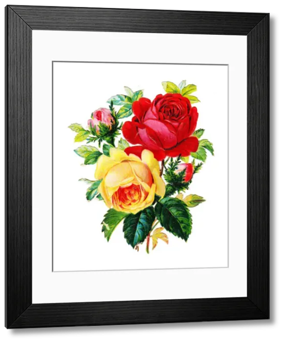 Framed Print : Roses on a Victorian scrap Framed Print : Roses on a Victorian scrap
