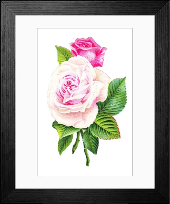 Framed Print : Pink roses on a Victorian scrap Framed Print : Pink roses on a Victorian scrap