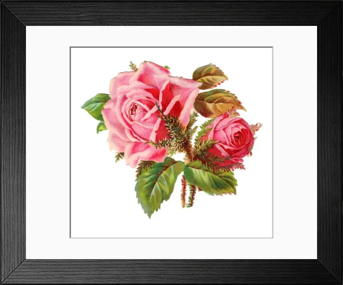 Framed Print : Pink roses on a Victorian scrap Framed Print : Pink roses on a Victorian scrap