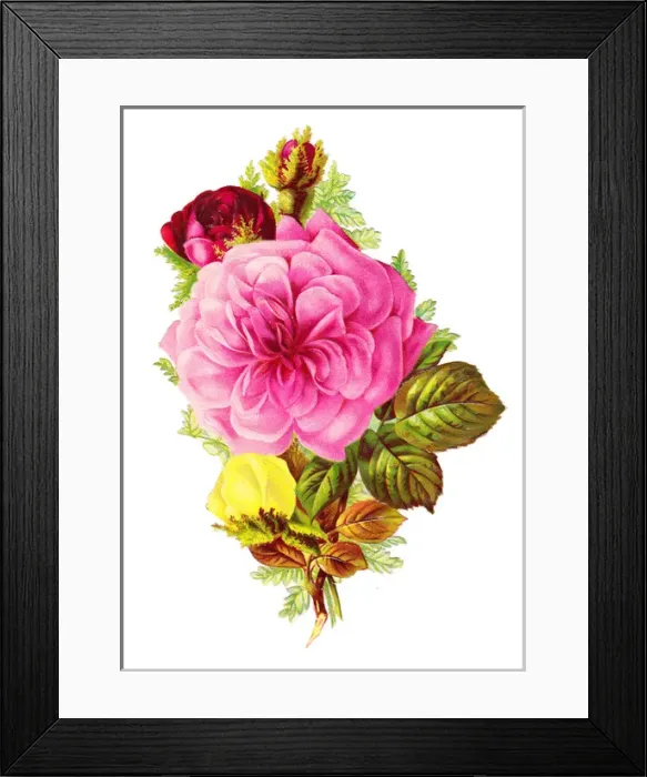 Framed Print : Roses on a Victorian scrap Framed Print : Roses on a Victorian scrap