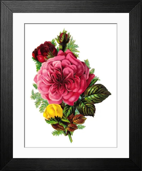 Framed Print : Roses on a Victorian scrap Framed Print : Roses on a Victorian scrap