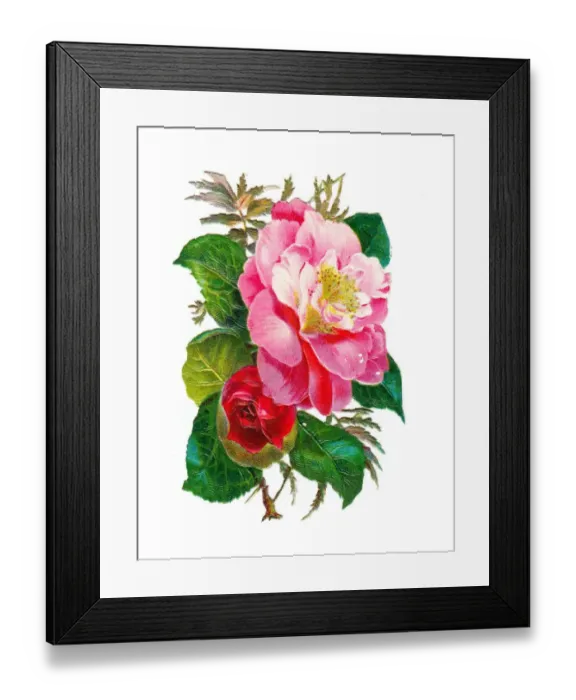 Framed Print : Pink and red roses on a Victorian scrap Framed Print : Pink and red roses on a Victorian scrap