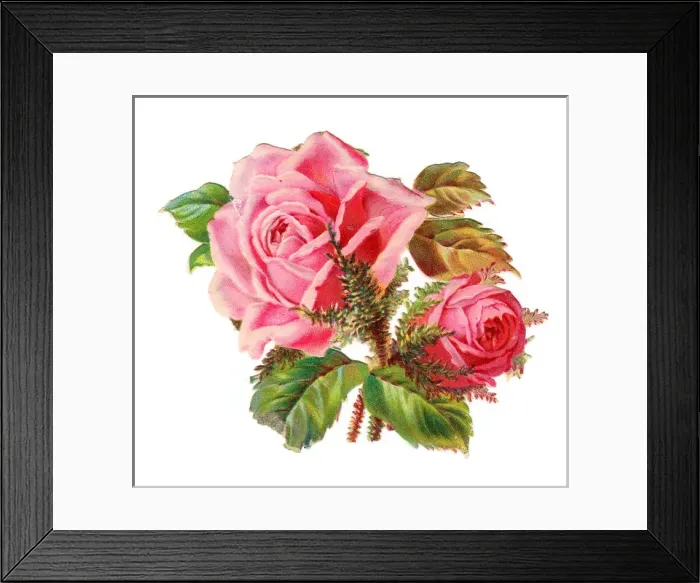 Framed Print : Pink roses on a Victorian scrap Framed Print : Pink roses on a Victorian scrap