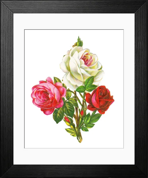 Framed Print : Roses on a Victorian scrap Framed Print : Roses on a Victorian scrap