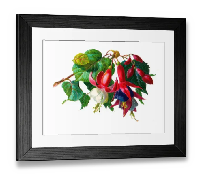 Framed Print : Spray of fuchsia on a Victorian scrap Framed Print : Spray of fuchsia on a Victorian scrap