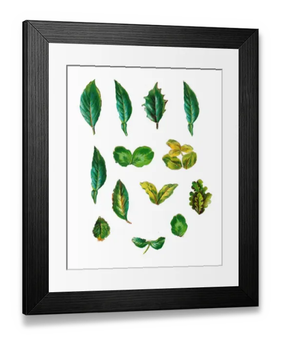 Framed Print : Bright green foliage on an assortment of Victorian scraps Framed Print : Bright green foliage on an assortment of Victorian scraps
