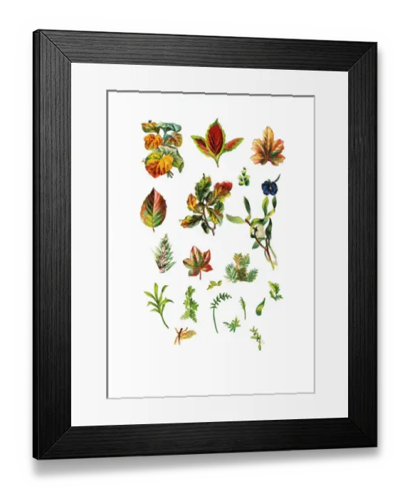 Framed Print : Autumn foliage on an assortment of Victorian scraps Framed Print : Autumn foliage on an assortment of Victorian scraps