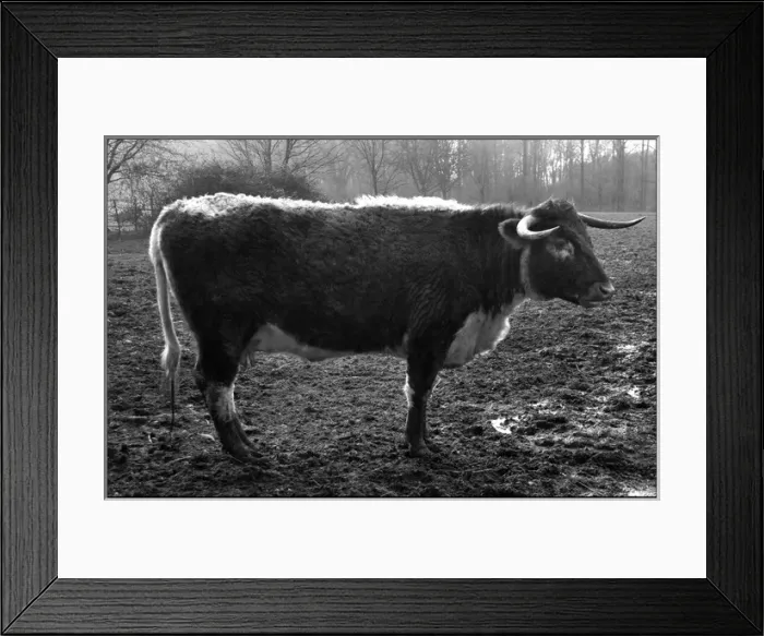 Framed Print : English Longhorn cow Framed Print : English Longhorn cow