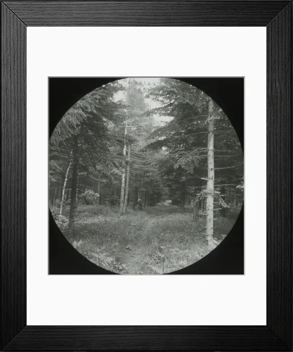 Framed Print : Beeston Wood Framed Print : Beeston Wood