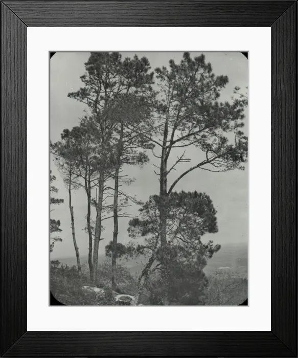 Framed Print : Spain and Portugal - Pine trees, Sintra Framed Print : Spain and Portugal - Pine trees, Sintra