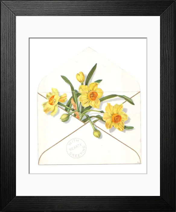 Framed Print : Daffodils in an envelope on a greetings card Framed Print : Daffodils in an envelope on a greetings card