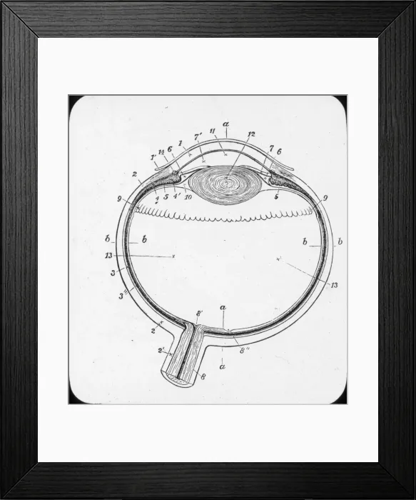 Framed Print : X-Ray - Horizontal Section of the eyeball Framed Print : X-Ray - Horizontal Section of the eyeball