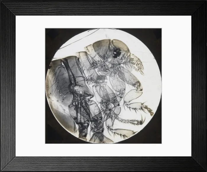 Framed Print : X-Ray - Flea Framed Print : X-Ray - Flea