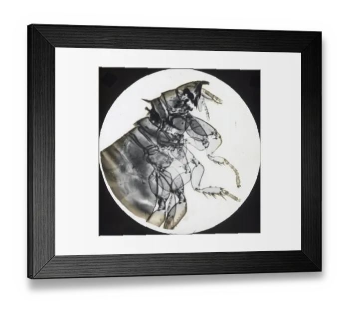 Framed Print : X-Ray - Rabbit Flea Framed Print : X-Ray - Rabbit Flea