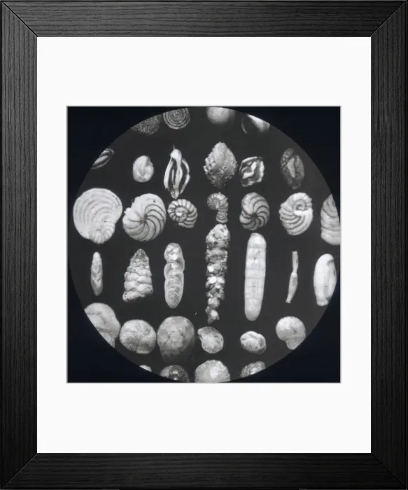 Framed Print : X-Ray - Parasite Specimens Framed Print : X-Ray - Parasite Specimens