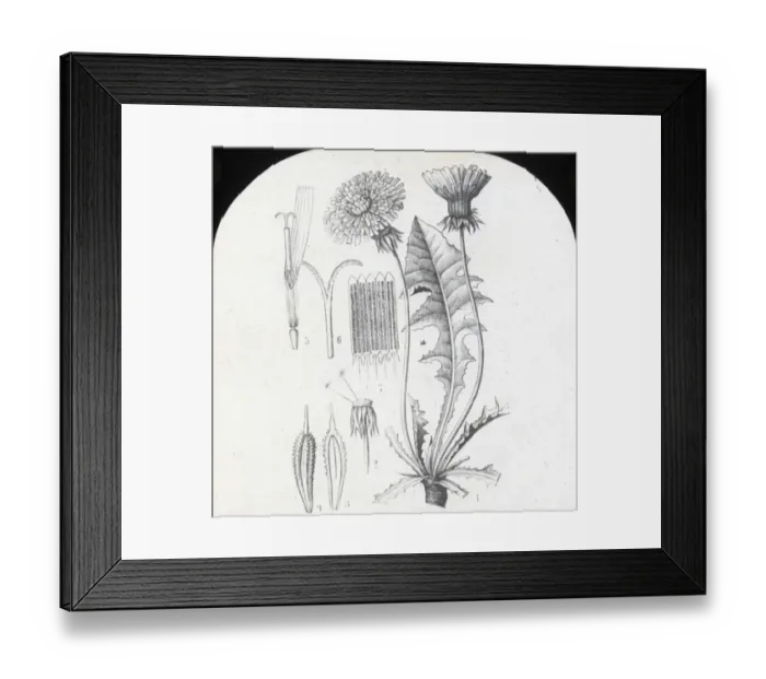 Framed Print : X-Ray - Dandelion Framed Print : X-Ray - Dandelion