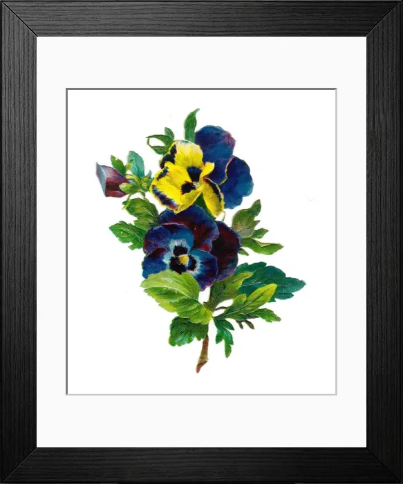 Framed Print : Variegated pansies on a Victorian scrap Framed Print : Variegated pansies on a Victorian scrap
