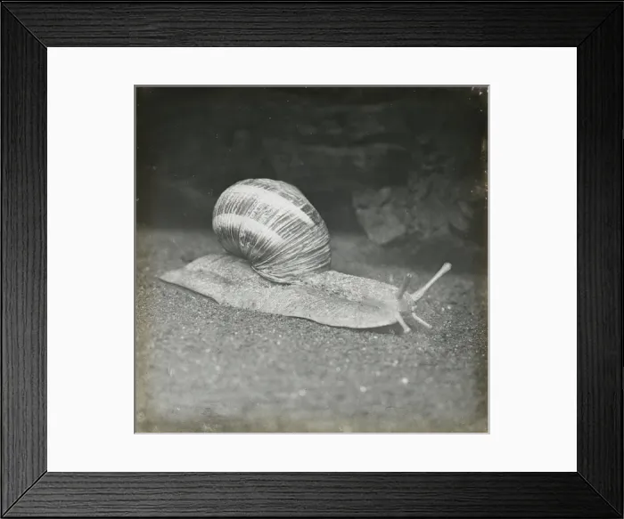 Framed Print : Zoo - Snail Framed Print : Zoo - Snail