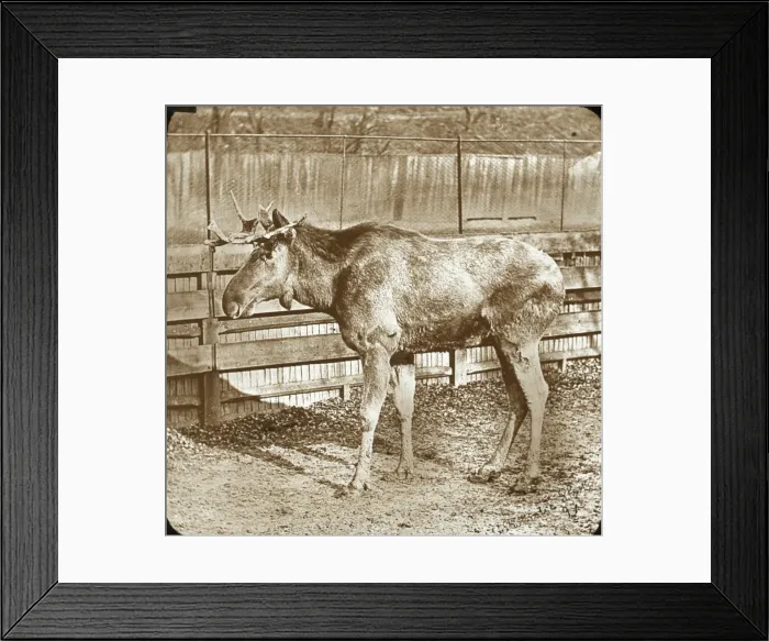 Framed Print : Zoo - Reindeer Framed Print : Zoo - Reindeer