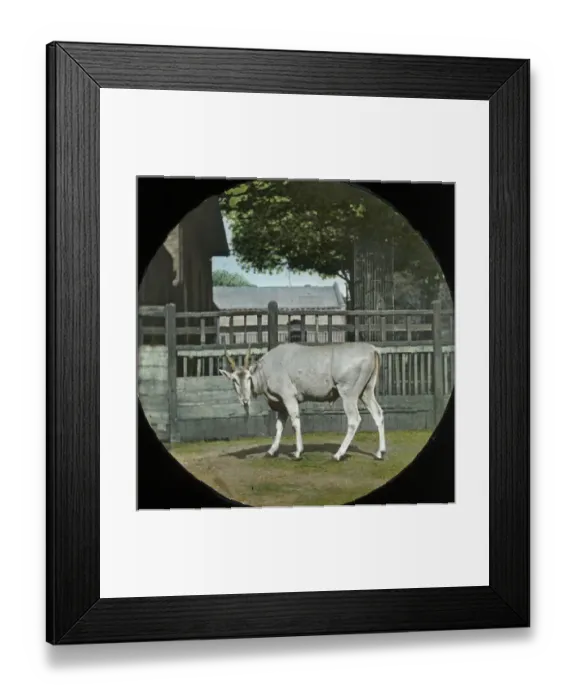 Framed Print : Zoo - Young Eland Framed Print : Zoo - Young Eland
