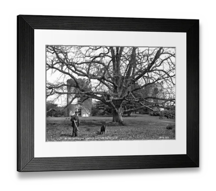 Framed Print : In the Demesne, Shanes Castle Co Antrim Framed Print : In the Demesne, Shanes Castle Co Antrim