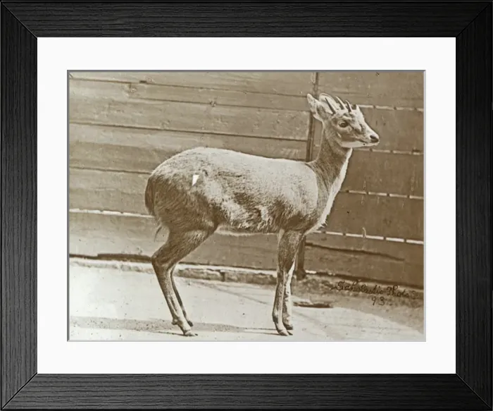 Framed Print : Animals at a French Zoo - 4 - horned antelope Framed Print : Animals at a French Zoo - 4 - horned antelope
