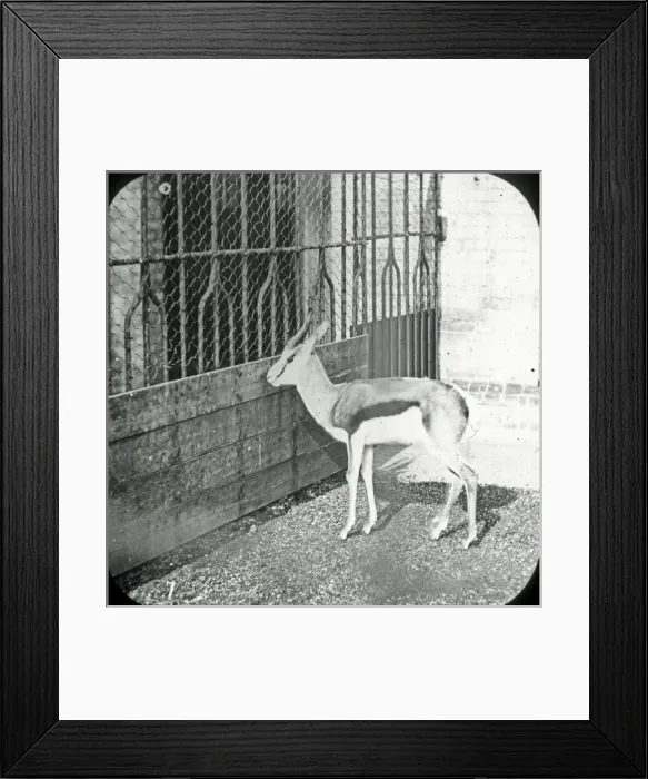 Framed Print : Animals at a French Zoo - Springbok Framed Print : Animals at a French Zoo - Springbok