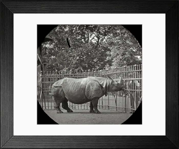 Framed Print : Animals at a French Zoo - Rhinoceros Framed Print : Animals at a French Zoo - Rhinoceros