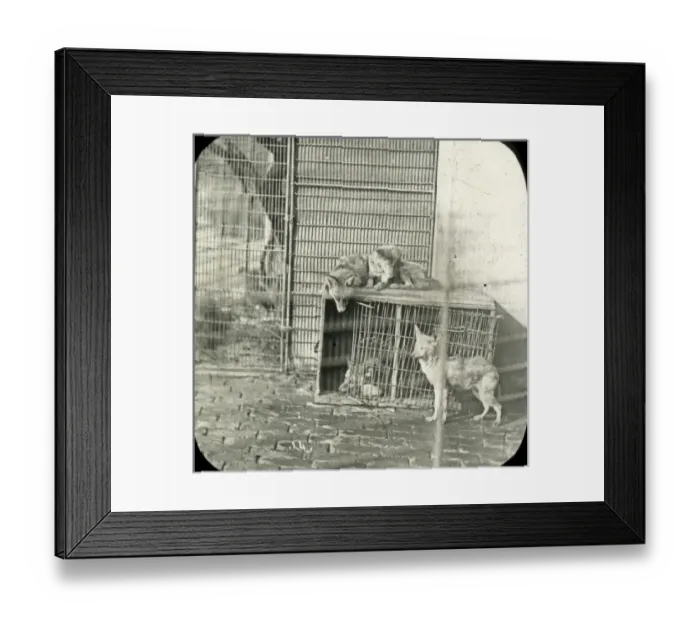 Framed Print : Animals at a French Zoo - Foxes Framed Print : Animals at a French Zoo - Foxes