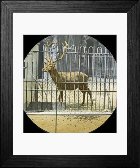 Framed Print : Animals at a French Zoo - Barbary deer Framed Print : Animals at a French Zoo - Barbary deer