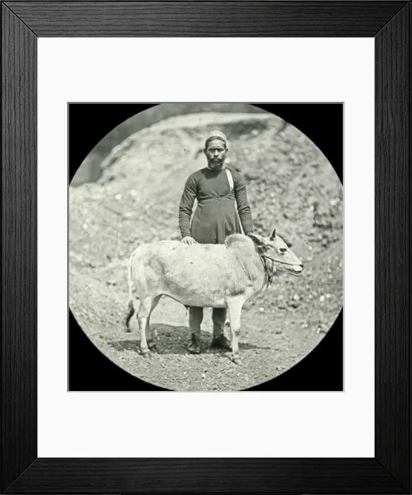 Framed Print : Animals at a French Zoo - Zebu Framed Print : Animals at a French Zoo - Zebu