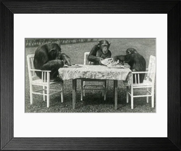 Framed Print : Animals at a French Zoo - Chimpanzee Tea Party Framed Print : Animals at a French Zoo - Chimpanzee Tea Party