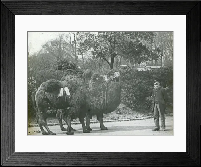 Framed Print : Animals at a French Zoo - Leading out the camels Framed Print : Animals at a French Zoo - Leading out the camels