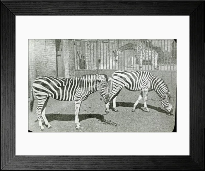 Framed Print : Animals at a French Zoo - Zebras Framed Print : Animals at a French Zoo - Zebras