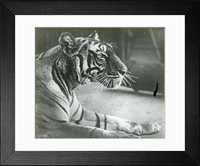 Framed Print : Animals at a French Zoo - Tiger Framed Print : Animals at a French Zoo - Tiger
