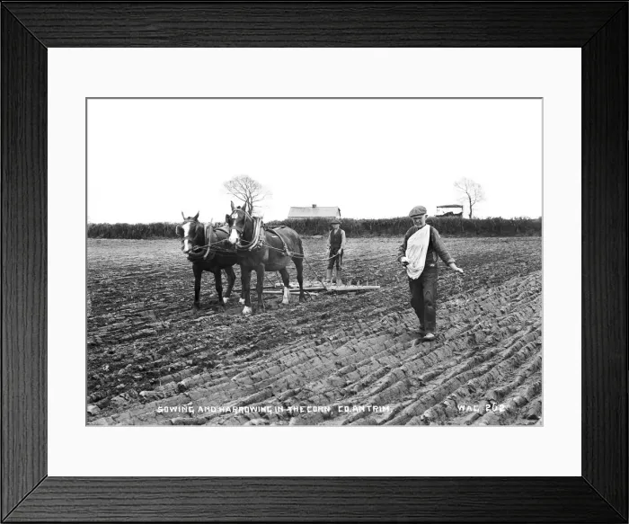 Framed Print : Sowing and Harrowing in the Corn, Co Antrim Framed Print : Sowing and Harrowing in the Corn, Co Antrim