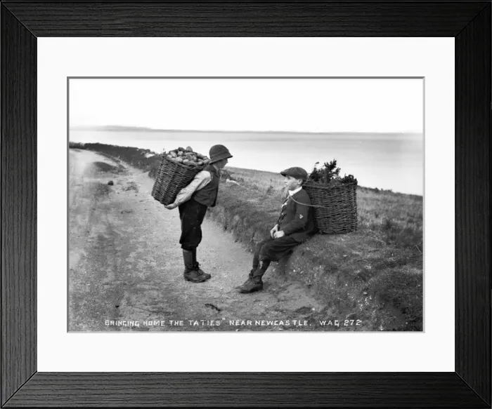 Framed Print : Bringing Home the Tatties near Newcastle Framed Print : Bringing Home the Tatties near Newcastle