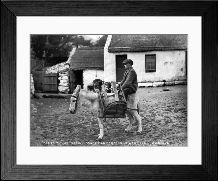 Framed Print : Off to the Mountain, Donkey and Creels, Newcastle Framed Print : Off to the Mountain, Donkey and Creels, Newcastle
