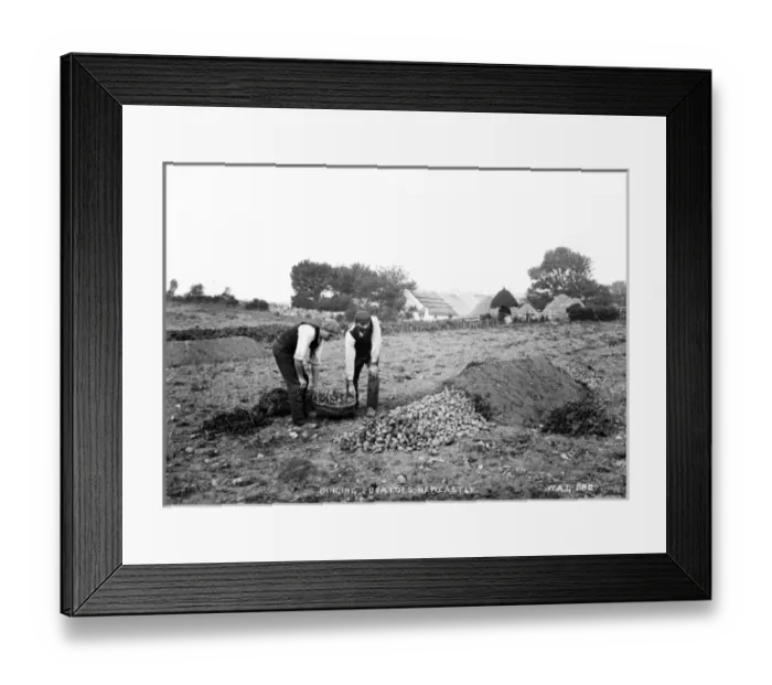Framed Print : Binging Potatoes, Newcastle Framed Print : Binging Potatoes, Newcastle