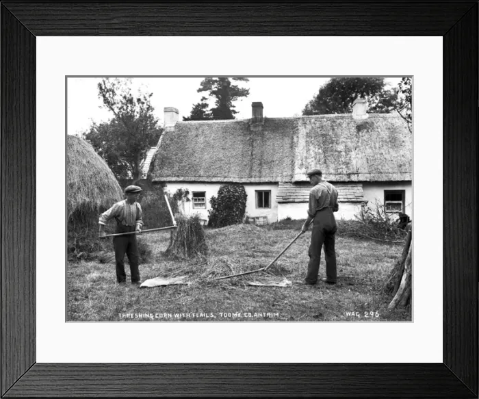 Framed Print : Threshing Corn With Flails, Toome, Co Antrim Framed Print : Threshing Corn With Flails, Toome, Co Antrim