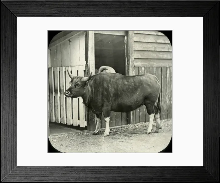 Framed Print : Animals at a French Zoo - Sayal Framed Print : Animals at a French Zoo - Sayal