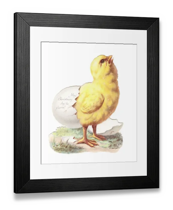 Framed Print : Chick hatching on a cutout Christmas card Framed Print : Chick hatching on a cutout Christmas card