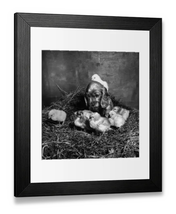 Framed Print : Susi - with newly hatched chicks Framed Print : Susi - with newly hatched chicks