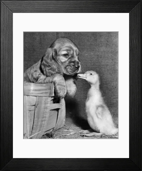 Framed Print : Susi - meeting a duckling Framed Print : Susi - meeting a duckling