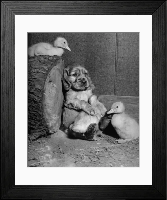 Framed Print : Susi - with ducklings Framed Print : Susi - with ducklings