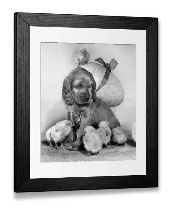 Framed Print : Susi - with chicks and large Easter egg Framed Print : Susi - with chicks and large Easter egg