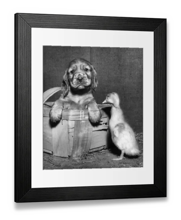 Framed Print : Susi - meeting a duckling Framed Print : Susi - meeting a duckling